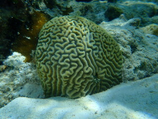 Naklejka na ściany i meble Symmetrical brian coral (Pseudodiploria strigosa) undersea, Caribbean Sea, Cuba, Playa Cueva de los peces
