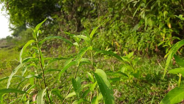 Persicaria hydropiper plant. It's other name &nbsp;water pepper,&nbsp;marshpepper knotweed,&nbsp;arse smart plant, tade plant and Polygonum hydropiperis. This is a plant of the family&nbsp;Polygonaceae. The plant grows i