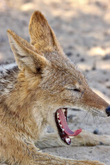 Black-backed Jackal in the Kgalagadi