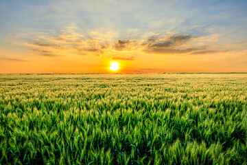 Fresh ears of green wheat on nature in spring field. Agriculture scene. Green Wheat field nature...