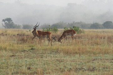 小競り合いするオスインパラ達