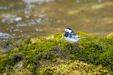 Close up of Pied wagtail (Motacilla alba) on moss on the bank of a stream - 510422587
