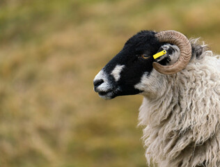 Close up of a Black Faced  Sheep in Profile with curling horn - 510422588
