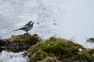 Close up of Pied wagtail (Motacilla alba) on a rock in the middle of a stream - 510422589