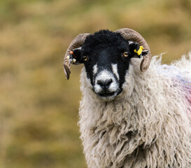 Close up portrait of a Black Faced  Sheep  with curling horns looking straight ahead - 510422590