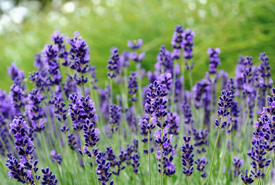 bright purple lavender flower closeup in street garden. blurred background of urban park. English lavender. scientific name Lavandula Angustifolia. herbs and fragrances concept. colorful spring garden