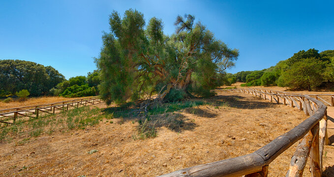 Olivastri Millenari bei Luras auf Sardinien