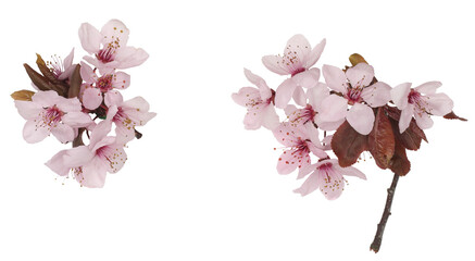The flowers of cherry plum isolated on the white background