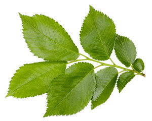 Elm branch with green leaves isolated on white background.