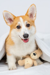 Corgi puppy lying on a bed under a blanket with a plush bear hugging and looking at the camera