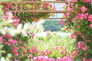 Early summer flowers