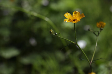 Yellow blooming wild flower meadow buttercup - Ranunculus acris, growing in a botanical garden, Lithuania