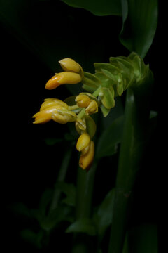 Beautiful yellow flower ,Globba spp. Blooming in rainy