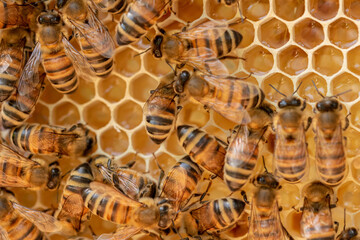 Bee Hive