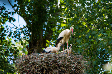 Storch kämpft mit Schlange