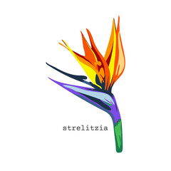 743_Strelitzia vector illustration strelitzia bright colors, vector flower, plant exotic tropical hawaiian jungle
