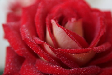 red rose, water drops on rose