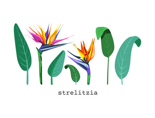744_Strelitzia vector illustration strelitzia bright colors, vector flower, plant exotic tropical hawaiian jungle, set of tropical plant elements for decoration