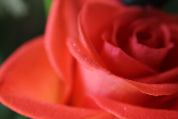 red rose, water drops on rose