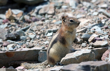 Alert Golden-mantled ground squirrel, Glacier National Park Montana USA
