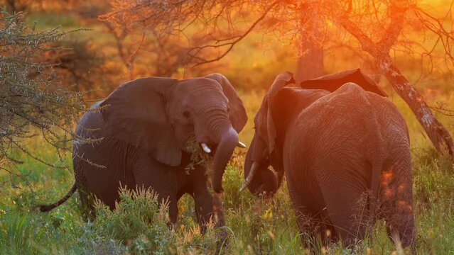 Elephant fight in svannah, tusks and trunks up, big strength, weight and muscles. Two young African elephants fight epic on sunset. Adults watch what is happening and pour mud cooling. African safari.