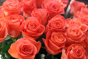 Salmon color rose bouquet, bouquet of red roses