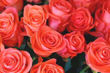 Salmon color rose bouquet, bouquet of red roses