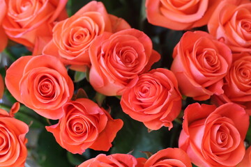 Plakat Salmon color rose bouquet