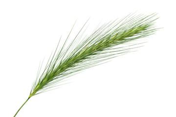 Fototapeta premium Single wall barley dangerous for dogs grass on white background