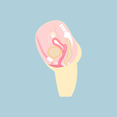 female reproductive system, internal organs anatomy body part nervous system, vector illustration cartoon flat character design