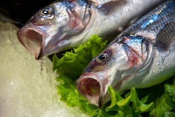 Close up of sea food on the fish market