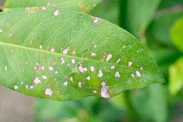 Tree leaves with fungal, Disease on leaf surface.