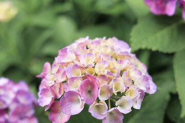 初夏6月、梅雨時の綺麗に咲き誇るあじさい　ハイドランジア