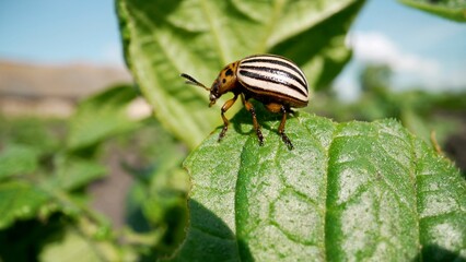 Leptinotarsa decemlineata. Adult striped Colorado beetle eating young green potato leaves. Invasion of pests on farmland. Parasites destroy a crop in the field. Colorado beetle on potato foliage.
