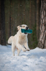 Beautiful golden retriever dog carrying a training dummy in its mouth