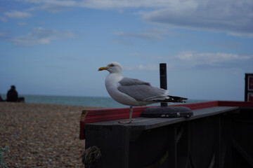 seagulls waiting in the sea view