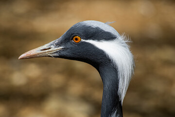 grue crane