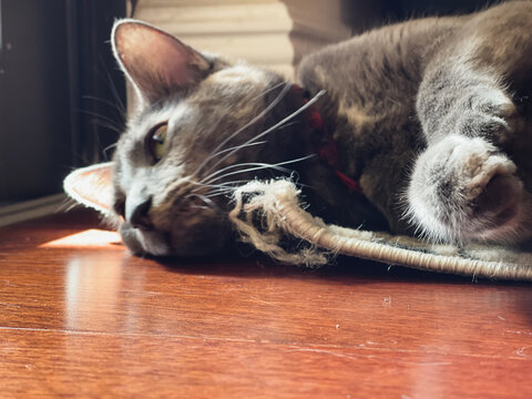 cat chewing carpet lying on the floor indoor
