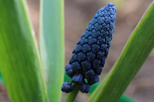 BELLEVALIA PYCNANTHA MUSCARI PARADOXUM szafirek