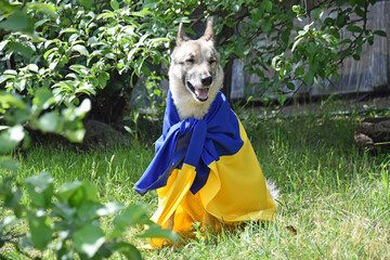West Siberian Husky, covered with the national flag of Ukraine, against the backdrop of a local park.