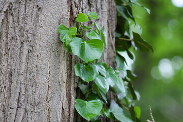 Green Vine Growing on a Tree
