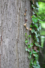 Tree Trunk with Green Vines Growing