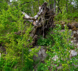 rootstock of a fallen foliage tree in a forest in spring at Sweden