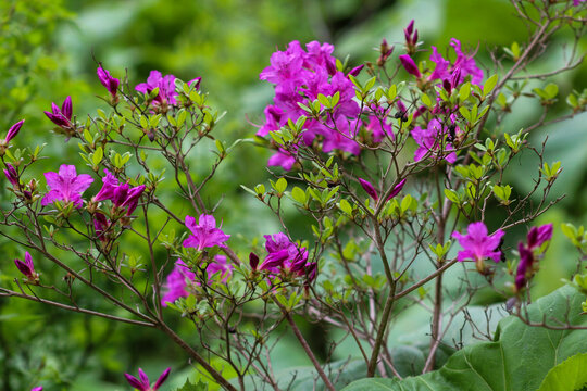 Close Up - Purple Flowers in Bloom