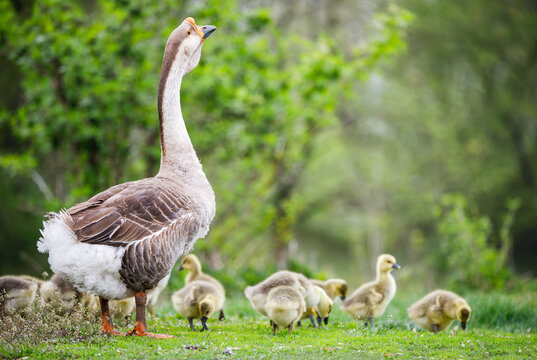Flock of young goslings with adult goose grazing in the garden