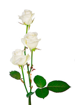 Bouquet of roses, isolated white rose flower isolated on white background. The photo can be used as a greeting card, invitation card for wedding, birthday and other holiday and summer background.