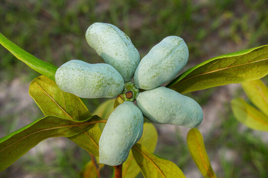 Fruit of the florida pawpaw - asimina obovata - growing on a tree in backyard dry Sandhill scrub habitat. small deciduous tree producing a large, yellowish-green to brown fruit