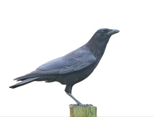 Wild Adult fish crow - Corvus ossifragus - portrait while perched on fence post