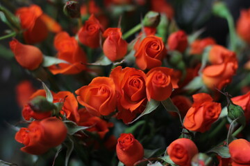 red color rose bouquet, spray rose
