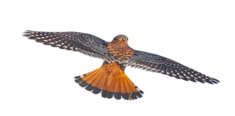 Wild male Southeastern American Kestrel - Falco sparverius in flight, back dorsal view with wings...